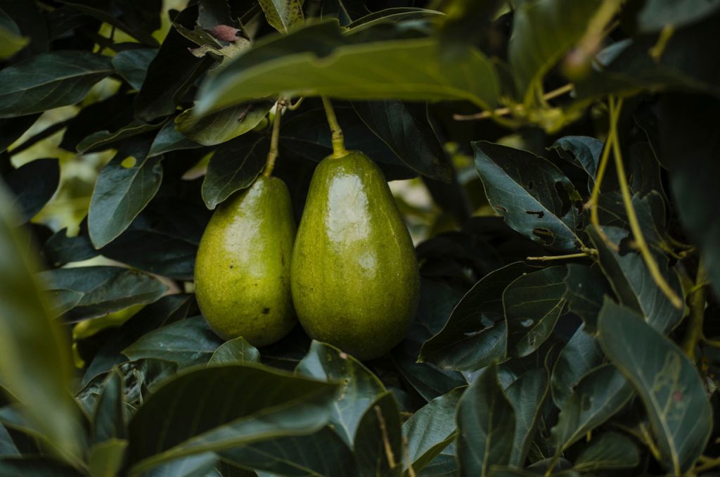 avocado-olie-etherische