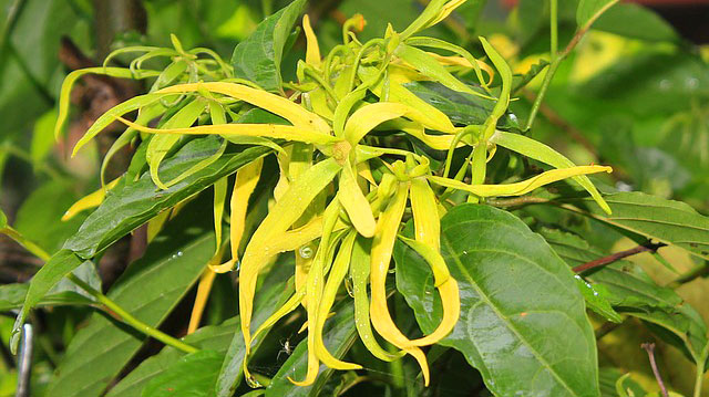 ylang-ylang-etherische-olie