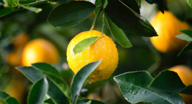 etherische citroenolie