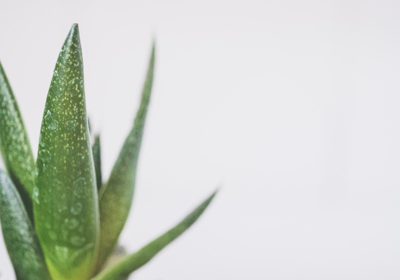 Aloe vera plant gel