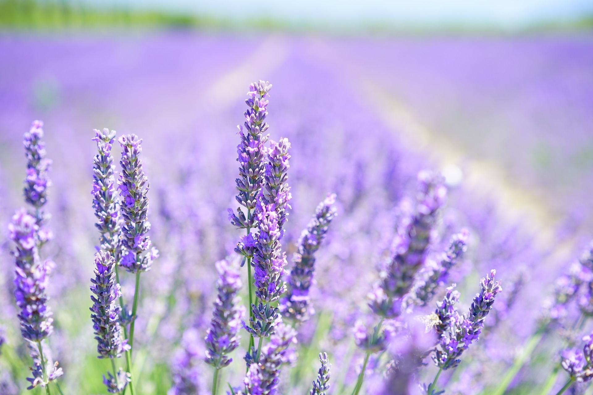 Lavendelolie Top 10 Doeleinden Van Lavendelolie Recepten