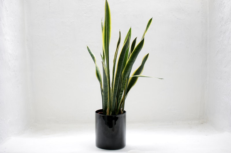 Sansevieria plant giftig verzorging
