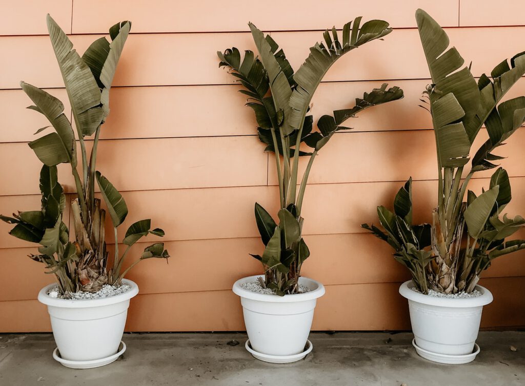hoe verzorg je een bananenplant