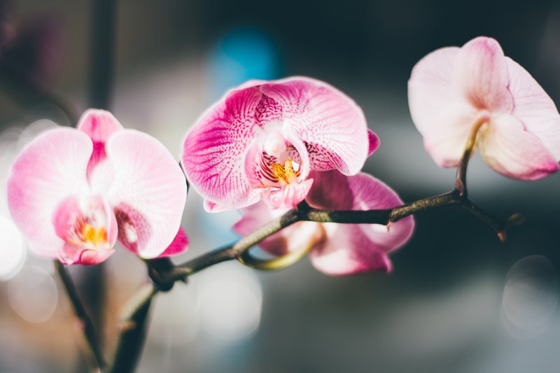 hoe verzorg je een orchidee