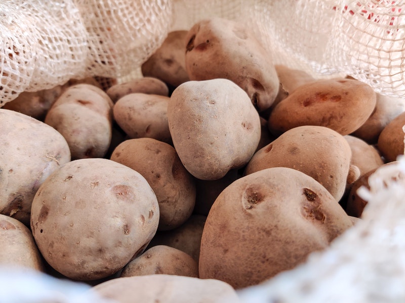 Aardappelen kweken poten oogsten