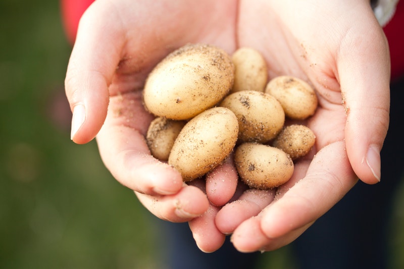 aardappelen kweken rooien planten