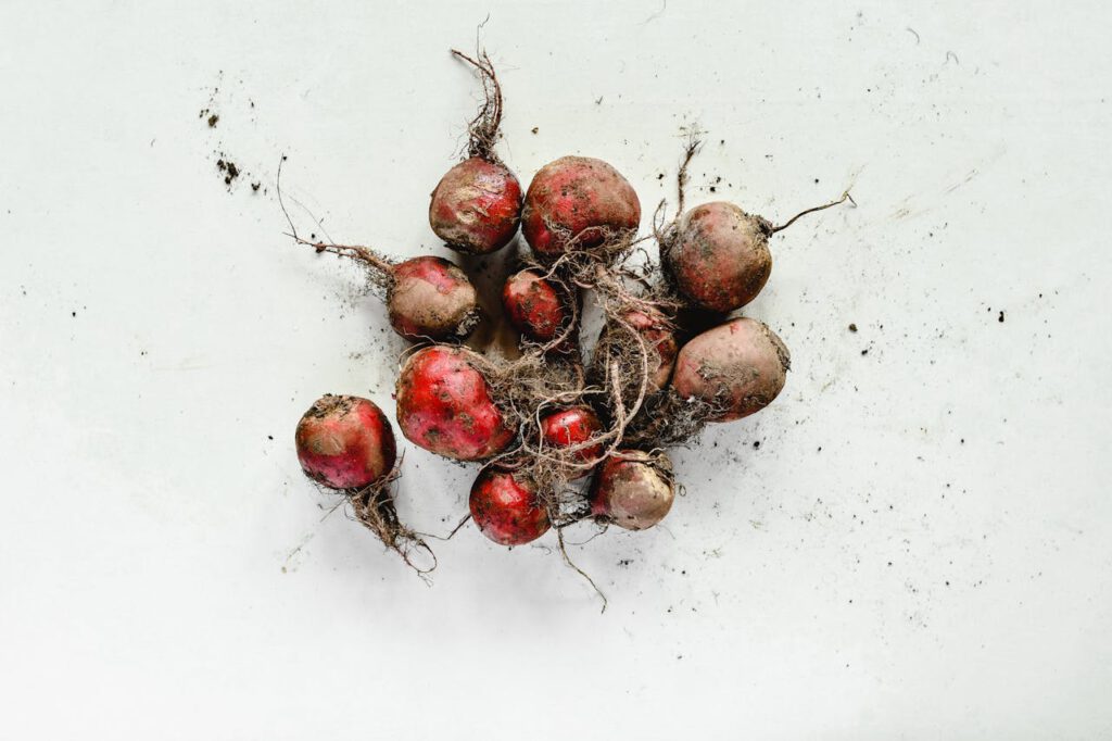 bieten verbouwen bietjes verbouwen