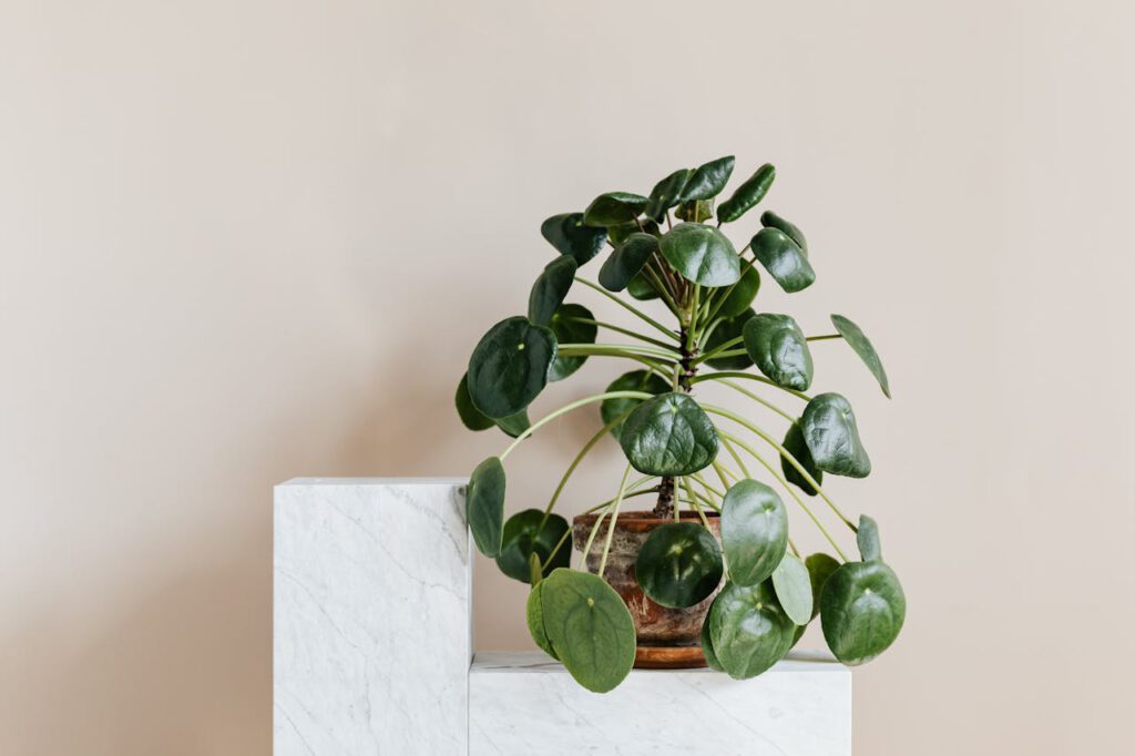 pannenkoekenplant verzorgen Chinese Money Plant